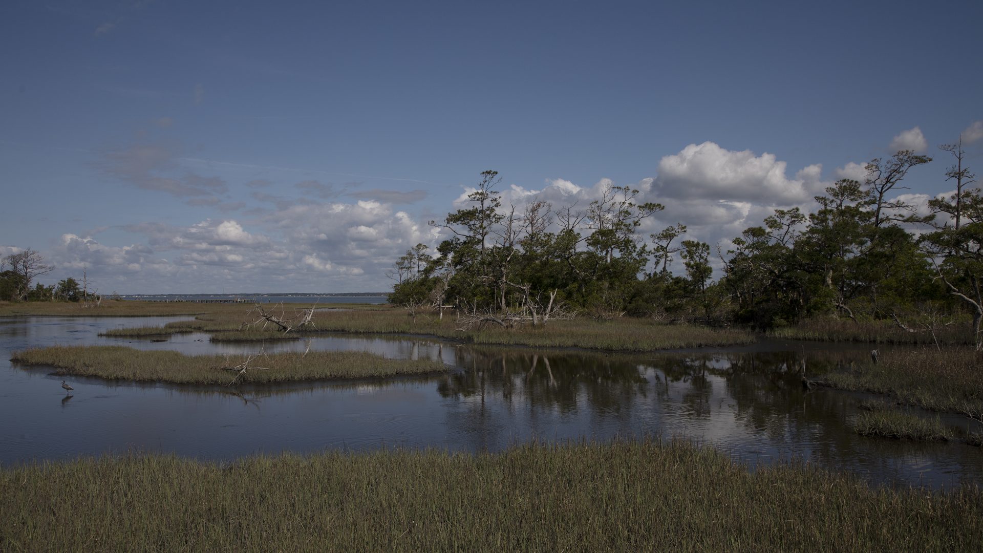 Photo of a salt marsh off the coast of North Carolina.