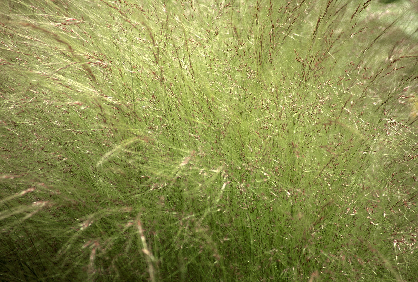 Photo of wild grass.