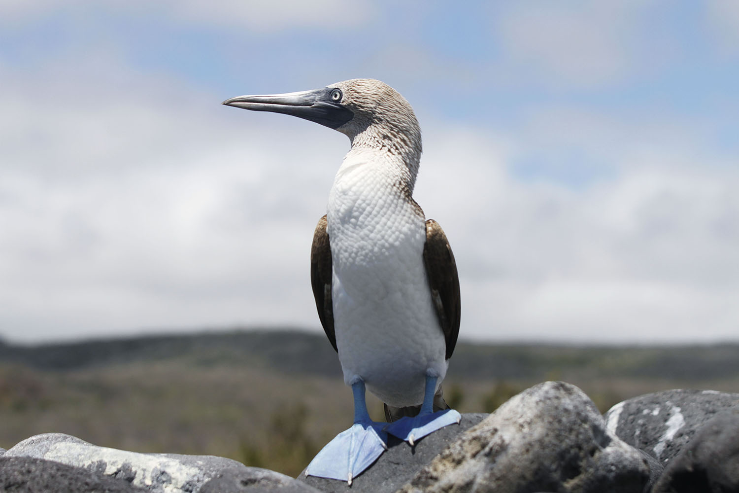 An image of a blue footed boobie sitting on the rocks.