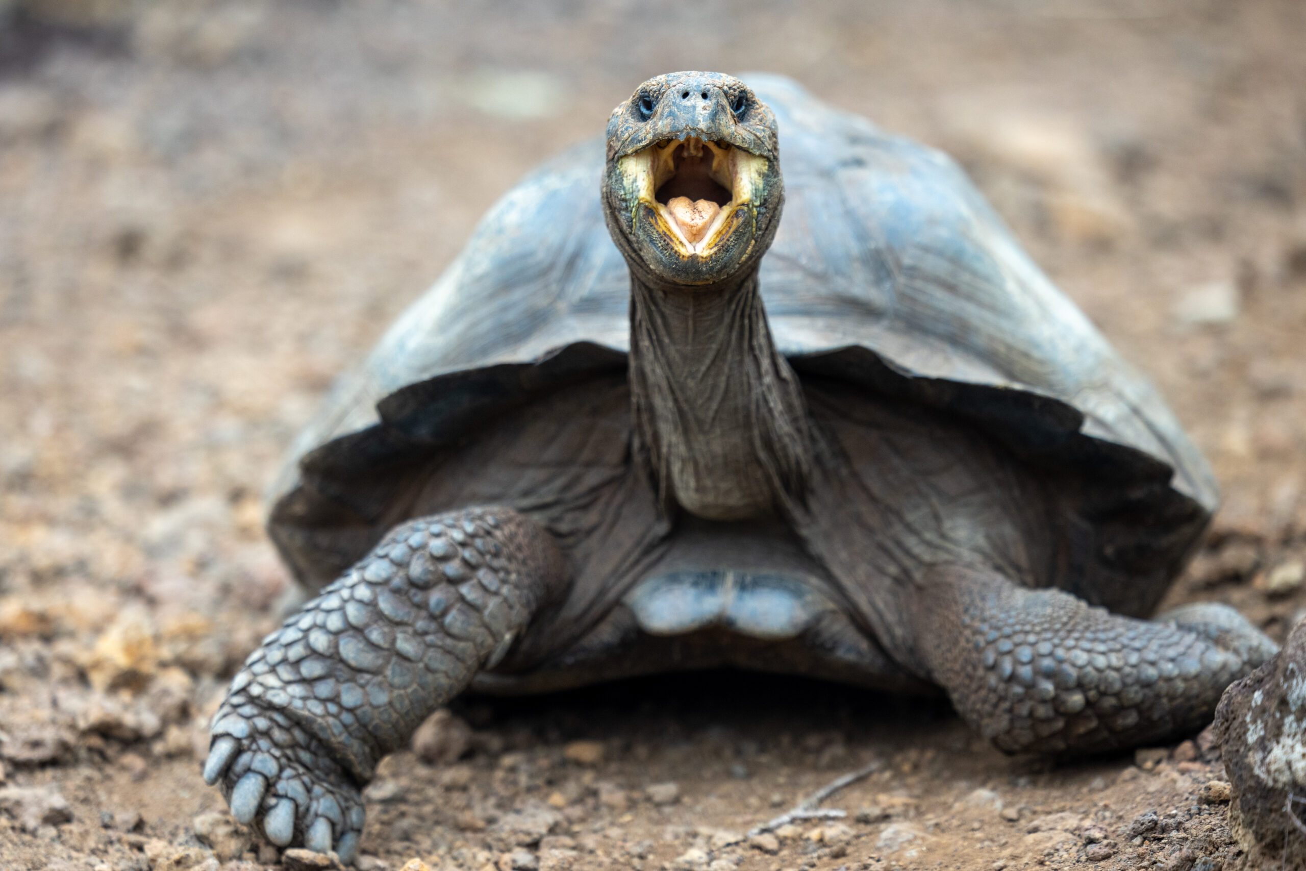 Image of a giant Galapagos tortoise with it's mouth open.
