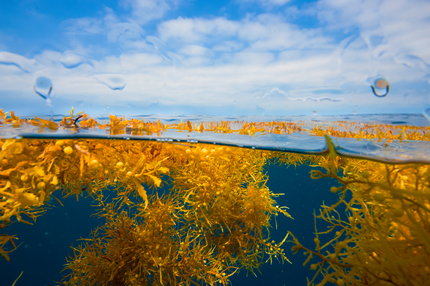 Photo of yellow sargassum floating on the surface of water.