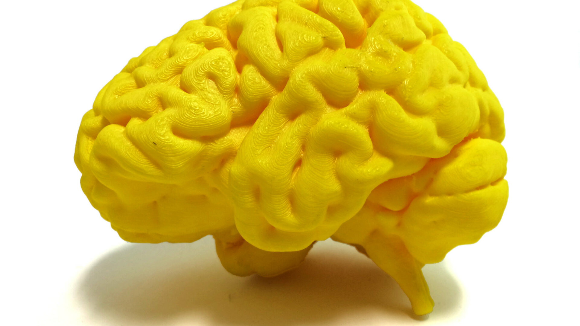 Photo of a yellow 3D model of a human brain.