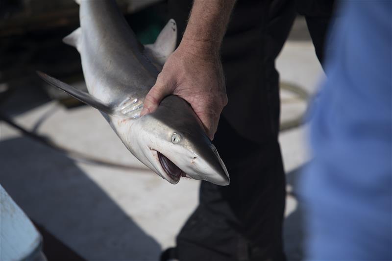 Photo of a shark being held by a researcher